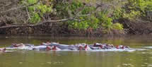 wildlife lake mburo national park